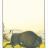 Карты "Native American Playing Cards"
